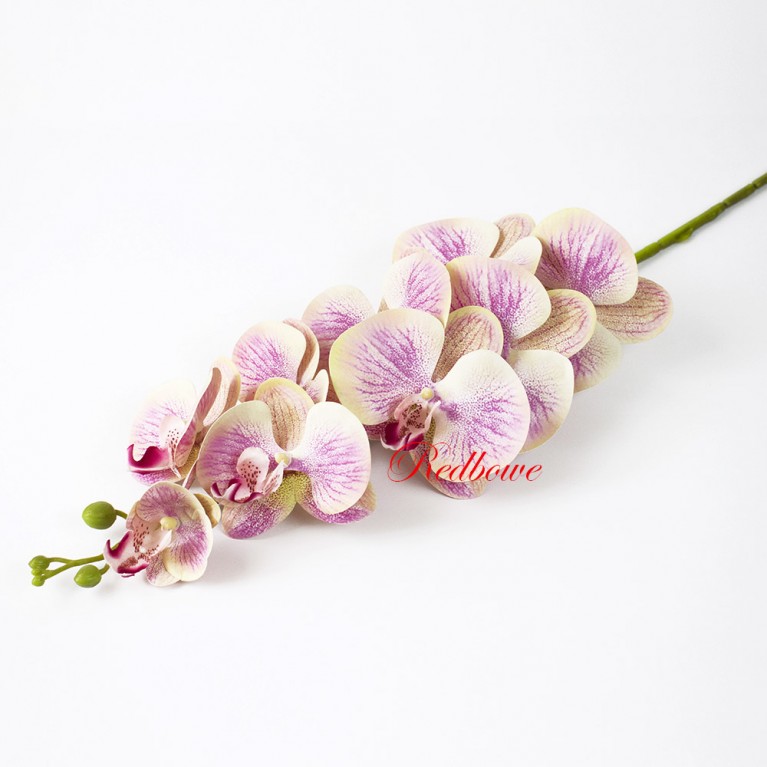 Орхидея Фаленопсис розово-кремовая Б437