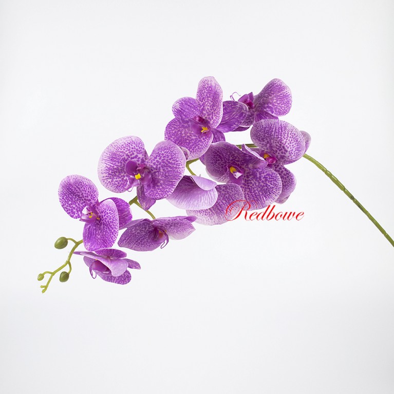 Орхидея Фаленопсис розово-сириневый Б439
