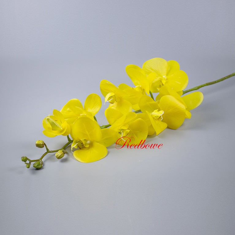 Орхидея Фаленопсис желтая Б451