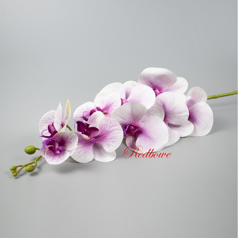 Орхидея Фаленопсис бело-розовый Б452