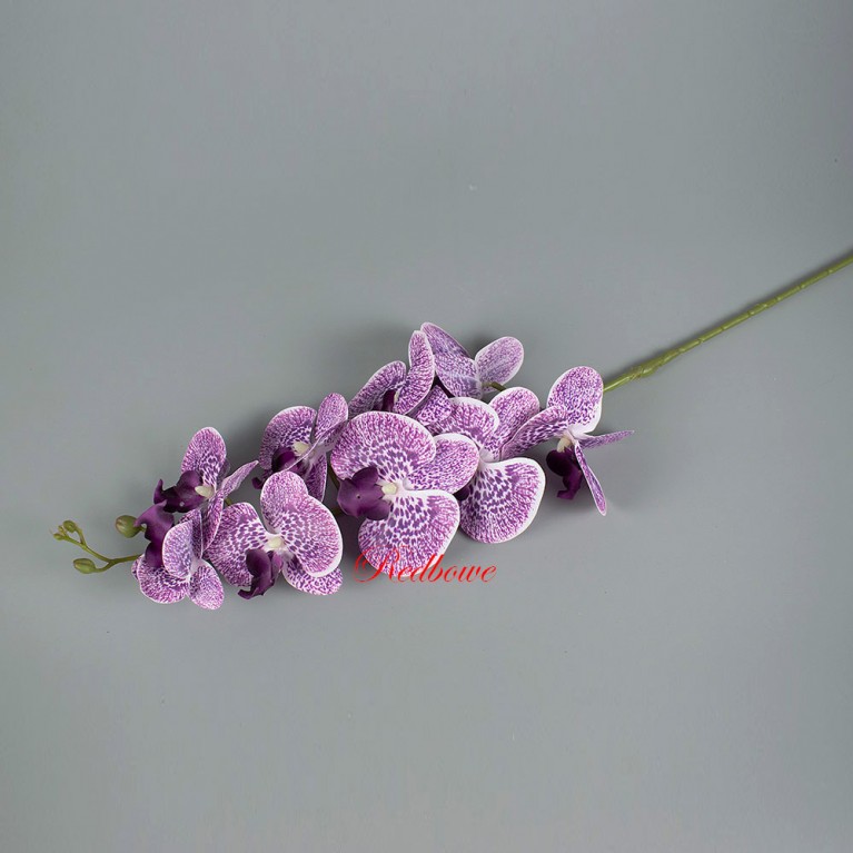 Орхидея Фаленопсис Фиолет Б471