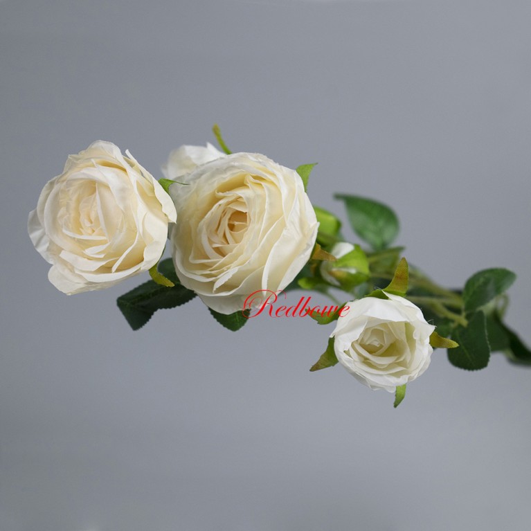 Роза кремовая Б430