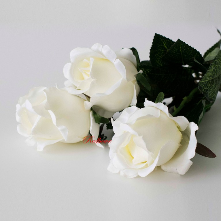 Розы белые Б56